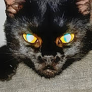 Will Feral is registered to the contest to win money with this photo: animal, black_cat, cat, close_up, cute, eyes, fabric, face, feline, fur, head, indoor, looking, mammal, pet, portrait, resting, texture, whiskers, yellow_eyes