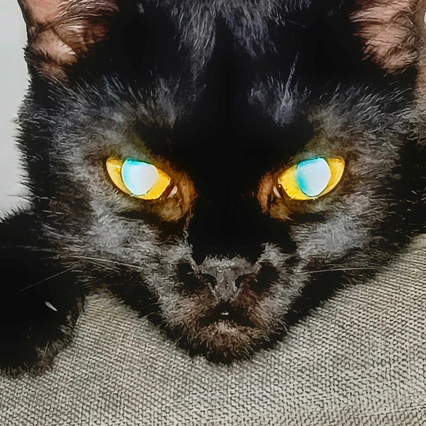 Will Feral