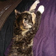 Lil Baby is registered to the contest to win money with this photo: kitten, cat, stretching, purple_pillow, fur, indoor, cozy, pet, animal, feline, wall_art, graffiti, colorful, relaxing, cute, young_cat, tabby, whiskers, claws, resting