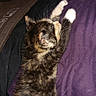 kitten, cat, stretching, purple_pillow, fur, indoor, cozy, pet, animal, feline, wall_art, graffiti, colorful, relaxing, cute, young_cat, tabby, whiskers, claws, resting