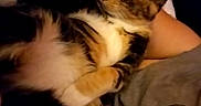 Lil Baby joined the competition — help win amazing prizes! cat, calico_cat, pet, indoor, relaxed, sleepy, person, lap, fur, orange, black, white, animal, cozy, casual, resting, comfort, warm_lighting, closeup, companion