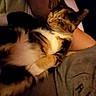 cat, calico_cat, pet, indoor, relaxed, sleepy, person, lap, fur, orange, black, white, animal, cozy, casual, resting, comfort, warm_lighting, closeup, companion