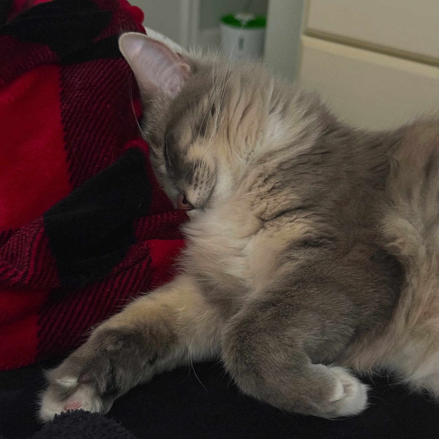 Pickles is registered to the contest to win money with this photo: bedroom, blanket, cat, close_up, cozy, cuddly, domestic_animal, dresser, feline, fur, indoor, mammal, nap, paw, pet, plaid, relaxed, sleeping, soft_texture, whiskers