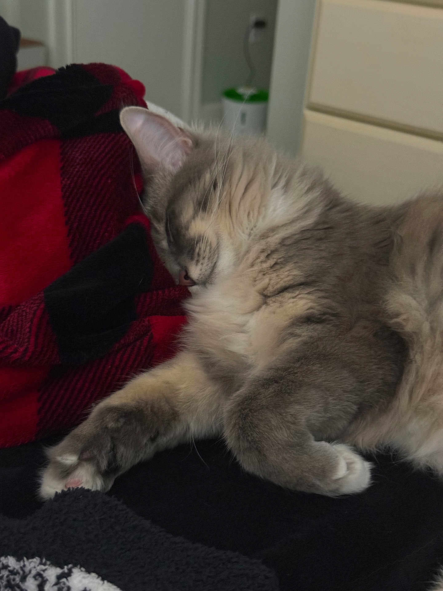 Pickles is registered to the contest to win money with this photo: cat, sleeping, fur, paw, whiskers, blanket, plaid, cozy, nap, indoor, bedroom, dresser, soft_texture, close_up, pet, mammal, relaxed, cuddly, domestic_animal, feline