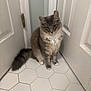 Pickles is registered to the contest to win money with this photo: cat, gray_cat, long_fur, fluffy_tail, sitting, indoor, bathroom, hex_tile_floor, white_tiles, door, door_hinge, paws, whiskers, green_eyes, curious, pet, portrait, fur_texture, domestic_animal, doorway