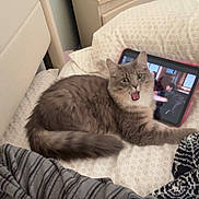 Pickles joined the competition — help win amazing prizes! cat, gray_cat, pet, bed, bedding, tablet, stuffed_toy, teddy_bear, plush_frog, nightstand, drawer, lamp, bedroom, blanket, pillow, tail, yawning, person_on_screen, striped_shirt, cozy