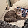 cat, gray_cat, pet, bed, bedding, tablet, stuffed_toy, teddy_bear, plush_frog, nightstand, drawer, lamp, bedroom, blanket, pillow, tail, yawning, person_on_screen, striped_shirt, cozy