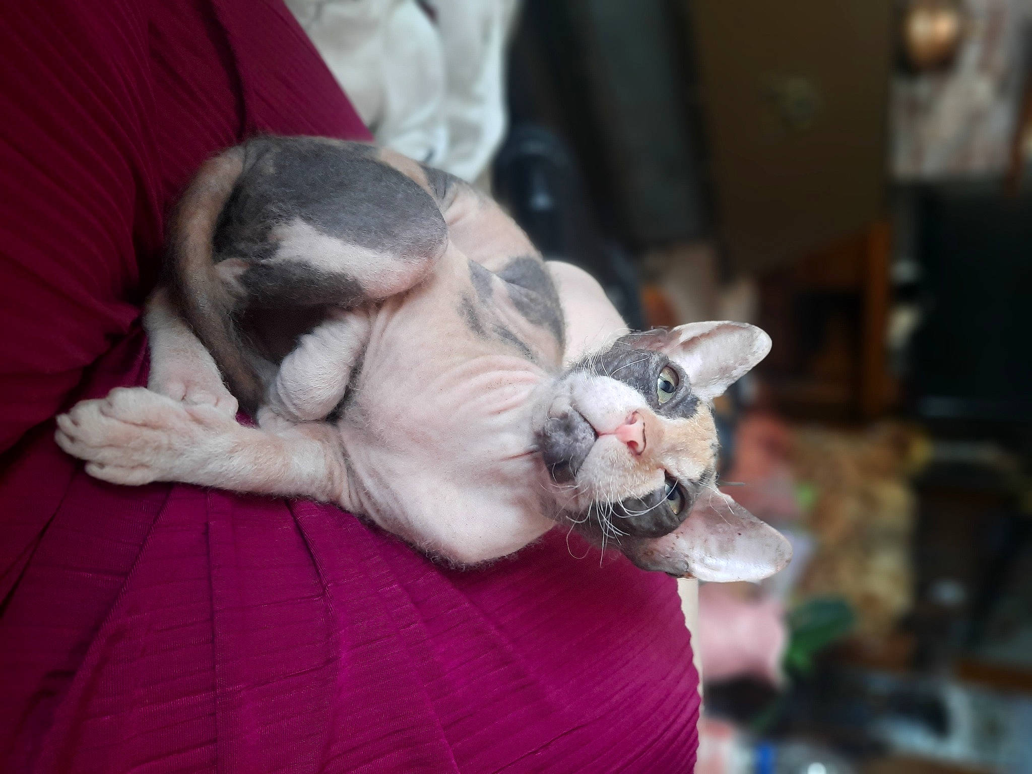 Uriah a rejoint le concours — aidez-le/la à gagner de superbes lots ! canidae, carnivore, cat, claw, collar, comfort, companion_dog, dog_breed, domestic_short_haired_cat, fawn, felidae, fur, non_sporting_group, paw, puppy, small_to_medium_sized_cats, snout, sporting_group, tail, whiskers