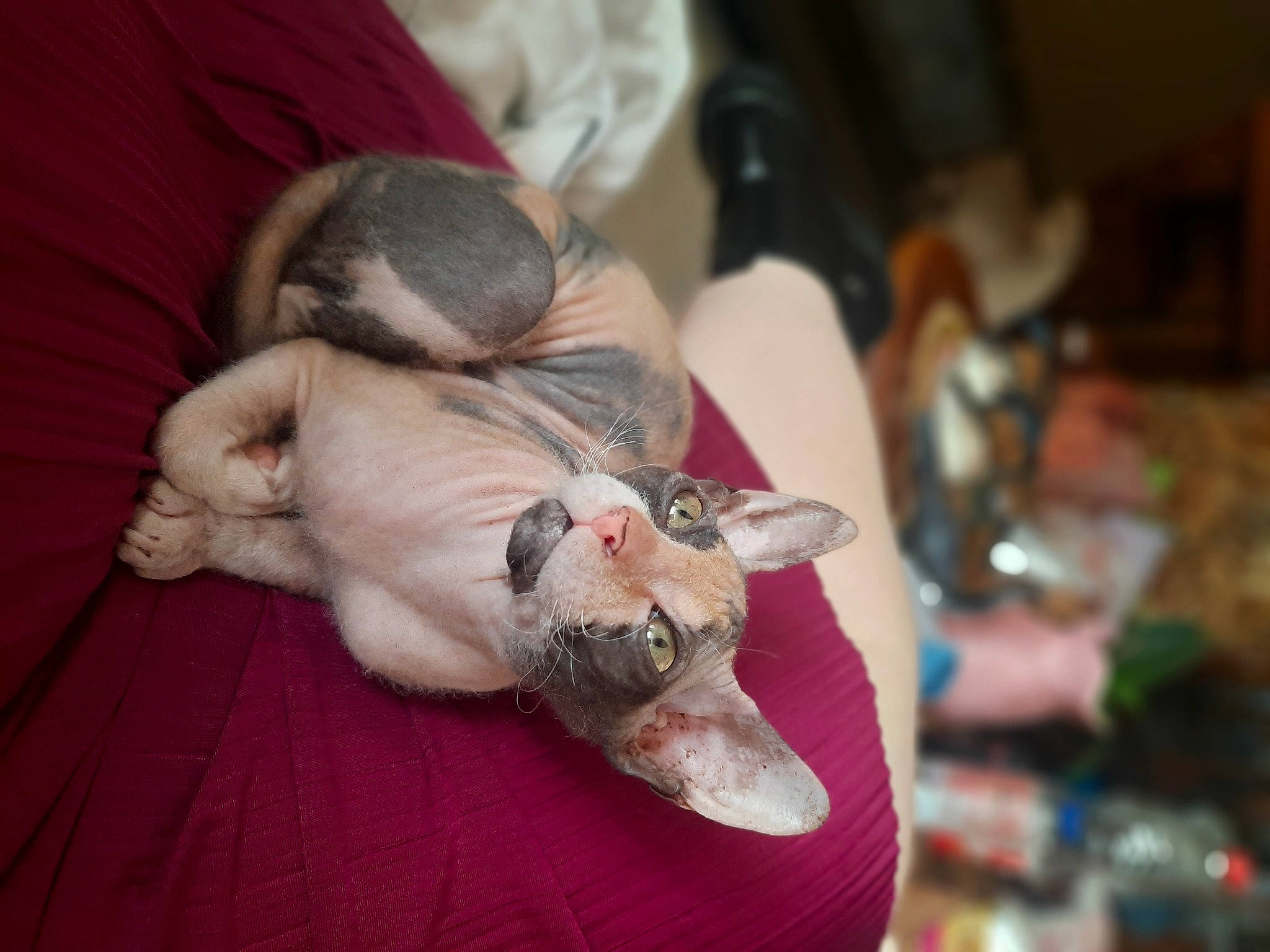 Uriah participe au concours pour gagner de l'argent avec cette photo : canidae, carnivore, comfort, companion_dog, dog, dog_breed, domestic_short_haired_cat, ear, fawn, felidae, fur, paw, small_to_medium_sized_cats, snout, sporting_group, tail, toy_dog, whiskers, wood, working_animal