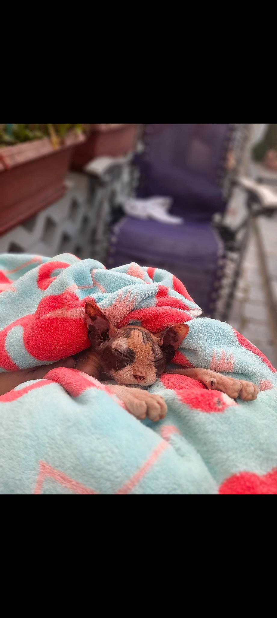 Uriah participe au concours pour gagner de l'argent avec cette photo : bed_sheet, bedding, blanket, canidae, carmine, cat, comfort, companion_dog, felidae, fur, linens, magenta, nap, pattern, room, sleep, small_to_medium_sized_cats, sporting_group, textile