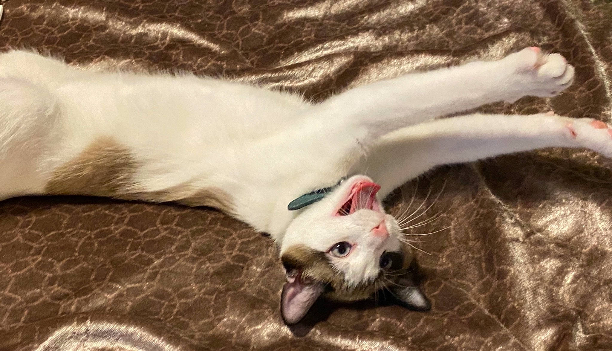 Boris is registered to the contest to win money with this photo: aegean_cat, carnivore, cat, claw, colorpoint_shorthair, fawn, felidae, fur, javanese, kitten, oriental_longhair, paw, ragdoll, small_to_medium_sized_cats, tail, turkish_angora, whiskers