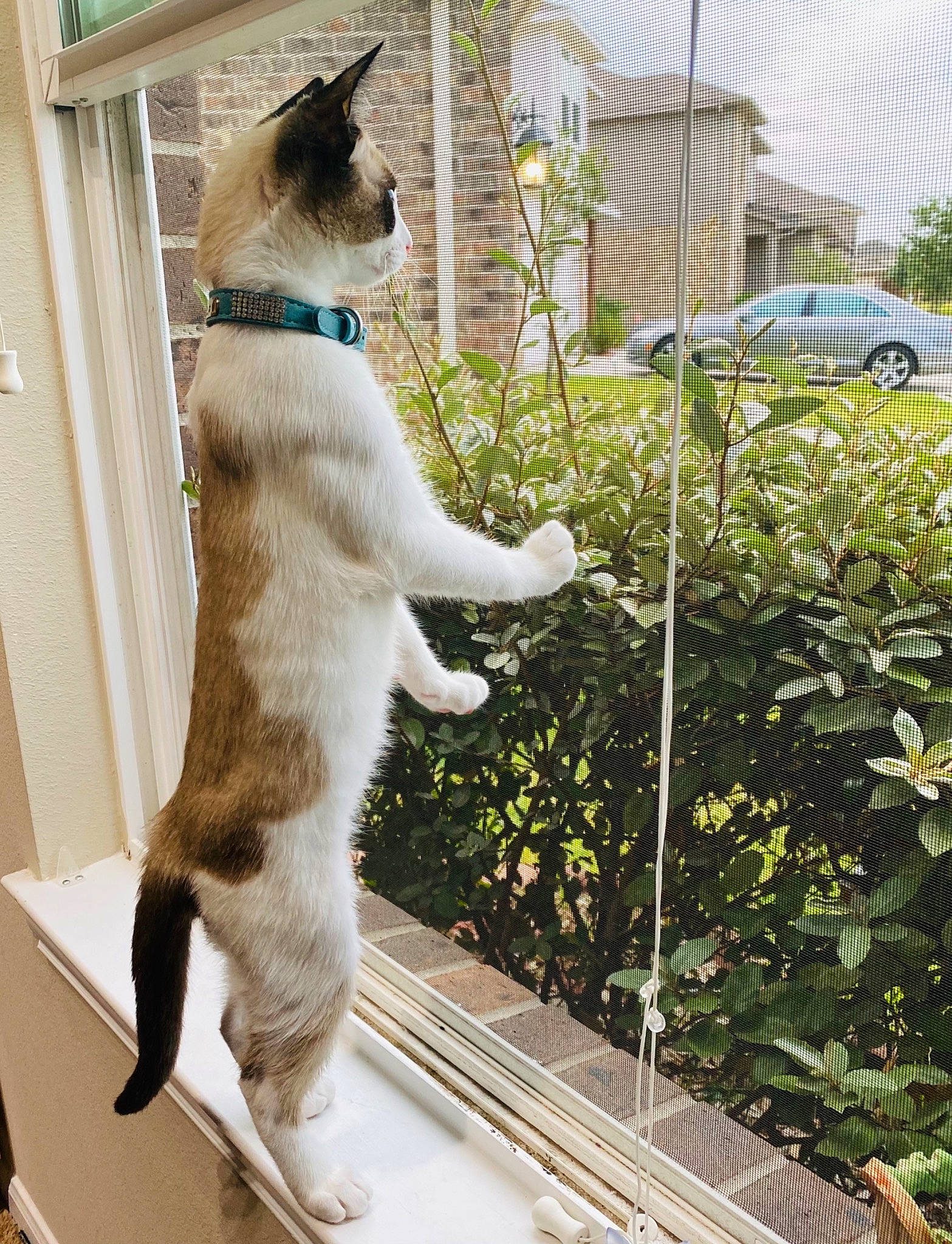Boris joined the competition — help win amazing prizes! balinese, canidae, carnivore, cat, dog_breed, fawn, felidae, mammal, plant, siamese, small_to_medium_sized_cats, tail, thai, tonkinese, whiskers, window
