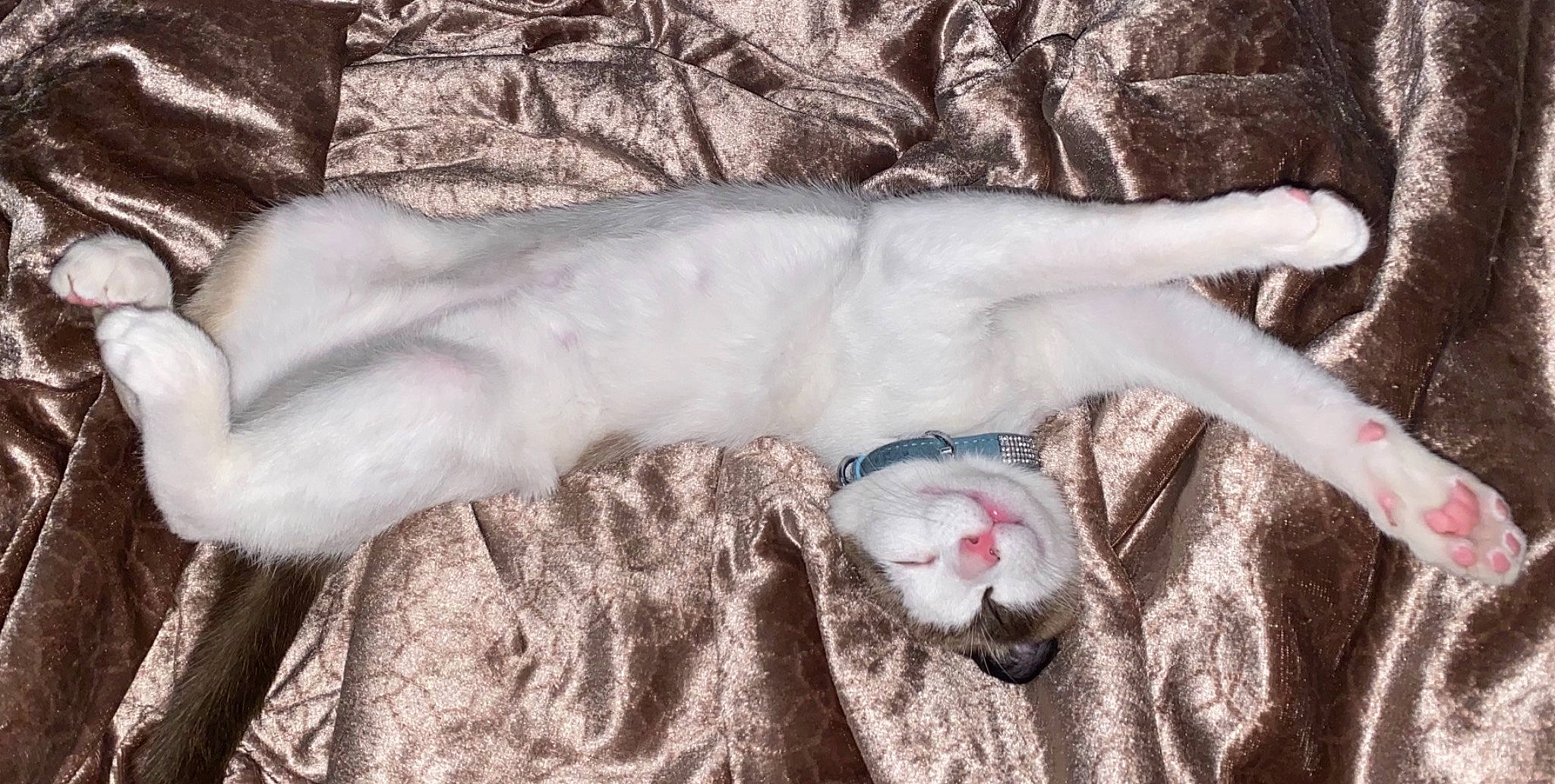 Boris is registered to the contest to win money with this photo: burmilla, carnivore, cat, fawn, felidae, fur, hand, small_to_medium_sized_cats, tail