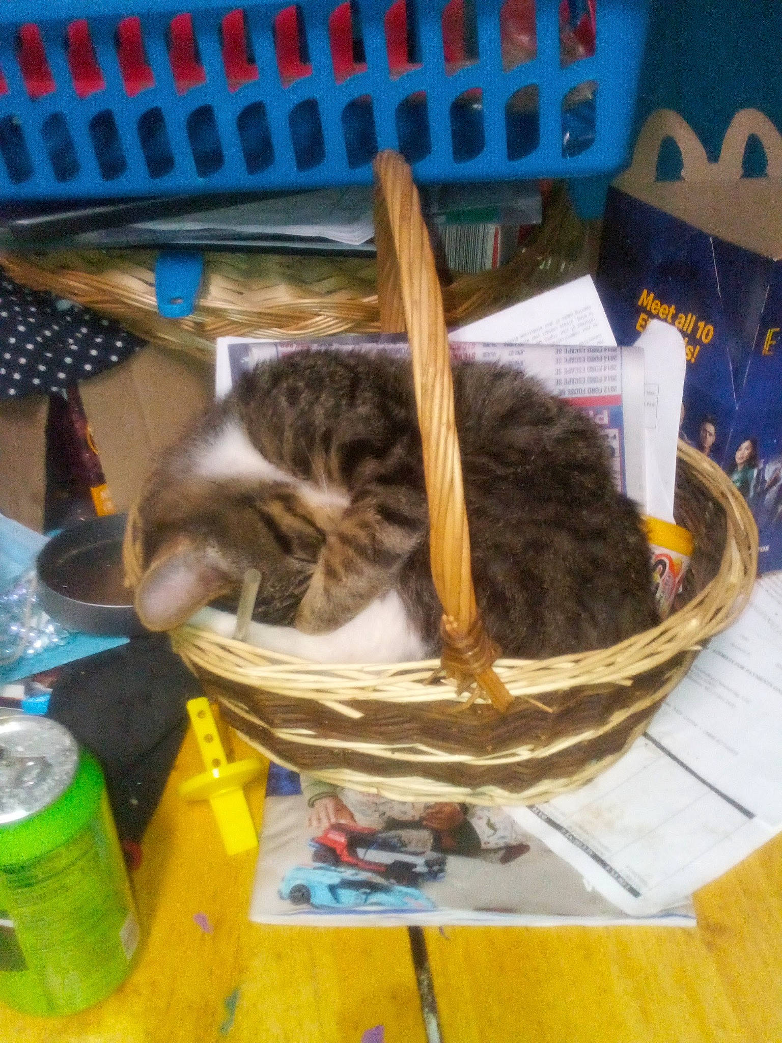 Sonic joined the competition — help win amazing prizes! basket, blue, bottle, carnivore, cat, cat_supply, domestic_short_haired_cat, drinking_water, felidae, fur, pet_supply, plastic_bottle, publication, small_to_medium_sized_cats, storage_basket, tail, water_bottle, whiskers, wicker, wood