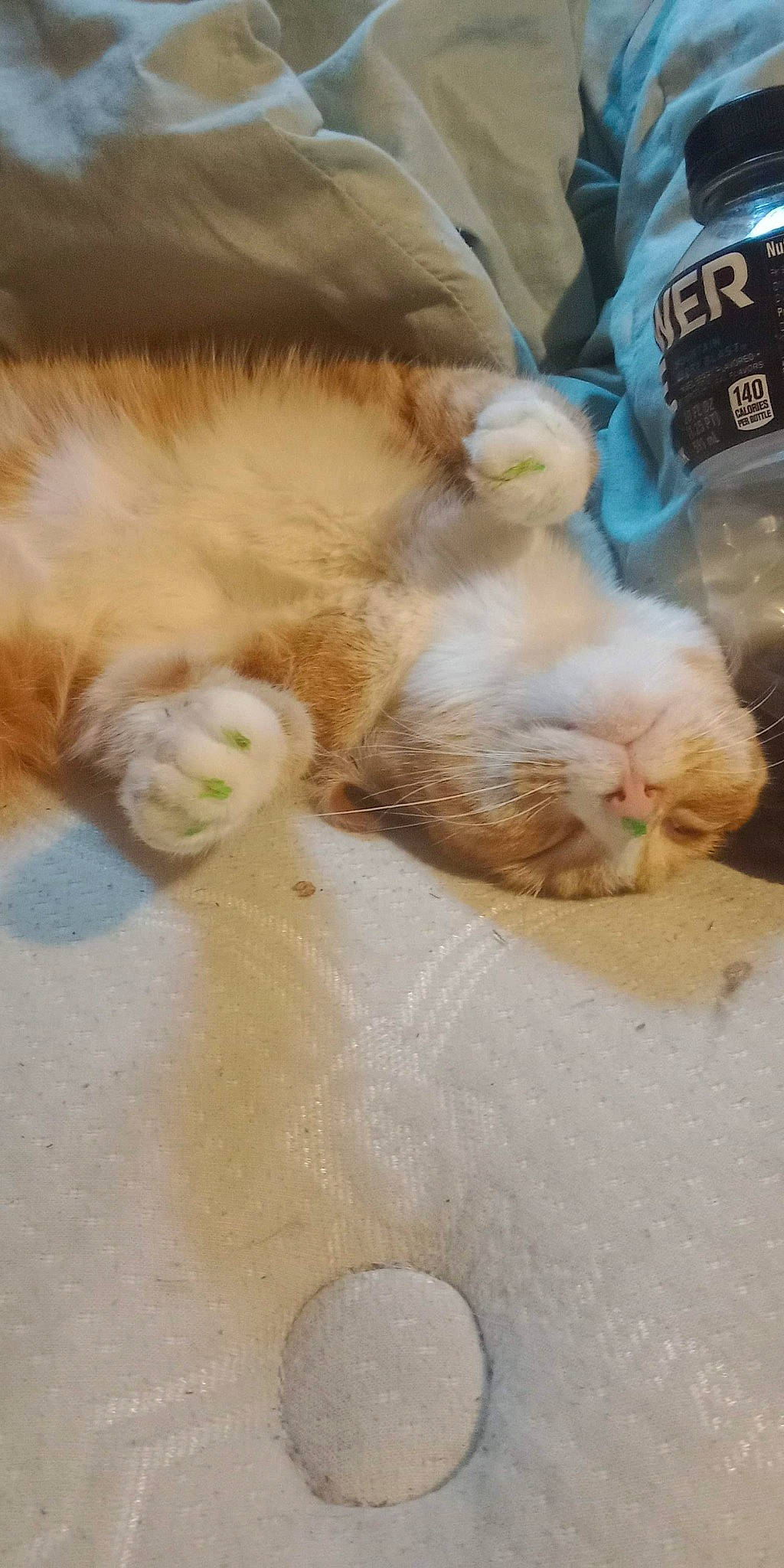 Lucky is registered to the contest to win money with this photo: canidae, carnivore, cat, claw, comfort, comfort_food, companion_dog, domestic_short_haired_cat, fawn, felidae, flooring, fur, ingredient, nap, paw, small_to_medium_sized_cats, snout, tail, whiskers, wood