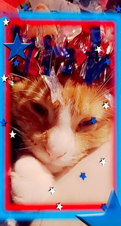 Lucky joined the competition — help win amazing prizes! art, carnivore, cat, electric_blue, event, felidae, font, fur, paper_product, photo_caption, rectangle, small_to_medium_sized_cats, technology, whiskers