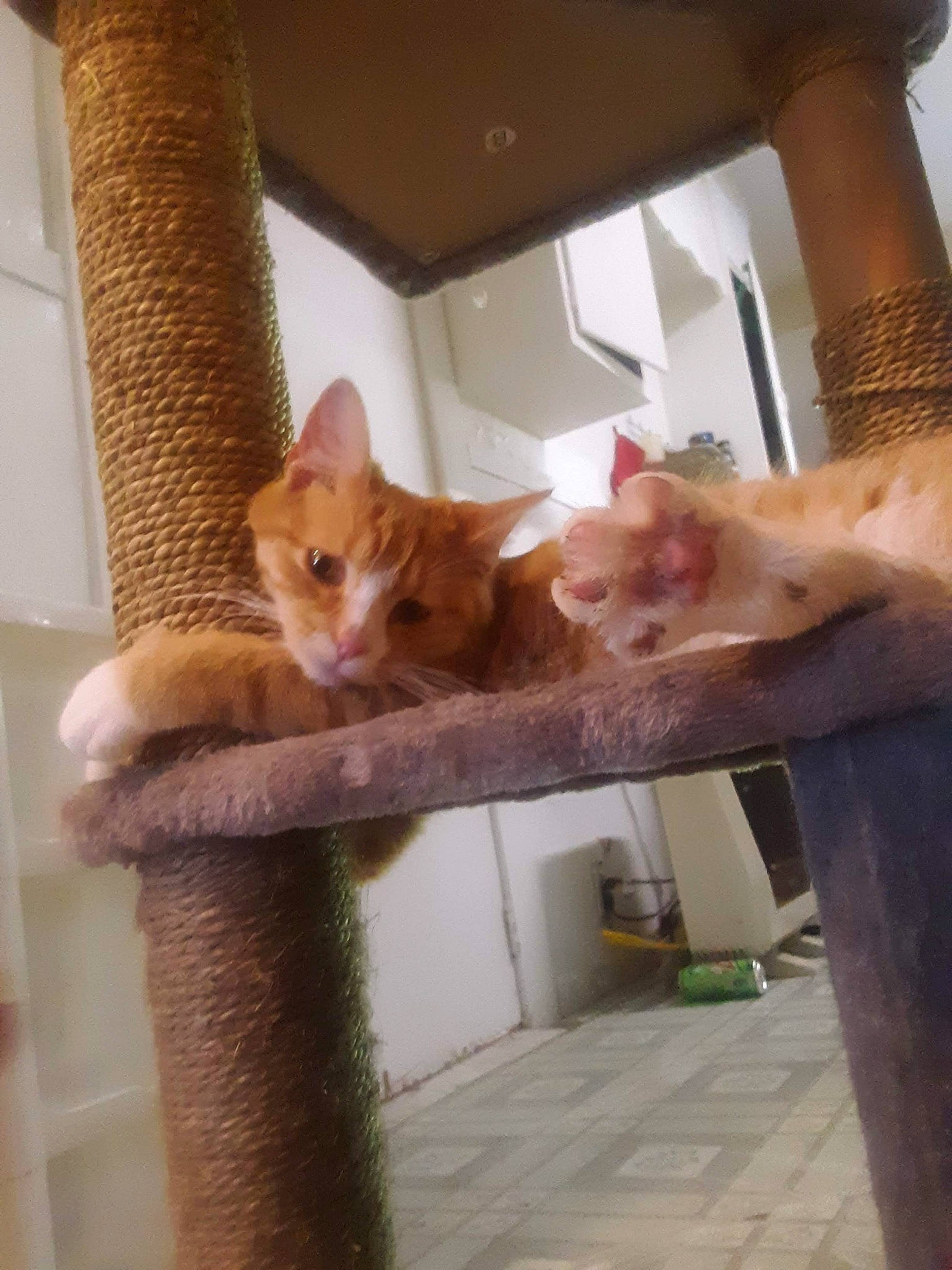 Lucky is registered to the contest to win money with this photo: carnivore, cat, cat_supply, domestic_short_haired_cat, fawn, felidae, fur, hardwood, peach, room, small_to_medium_sized_cats, snout, tail, whiskers, window, wood