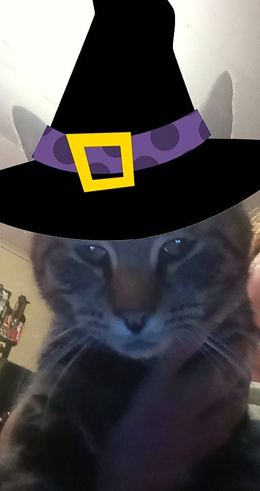 Match is registered to the contest to win money with this photo: art, baseball_cap, cap, carnivore, cat, costume_hat, cowboy_hat, electric_blue, eyewear, fashion_accessory, fedora, felidae, font, hat, headgear, illustration, mammal, small_to_medium_sized_cats, sun_hat, whiskers