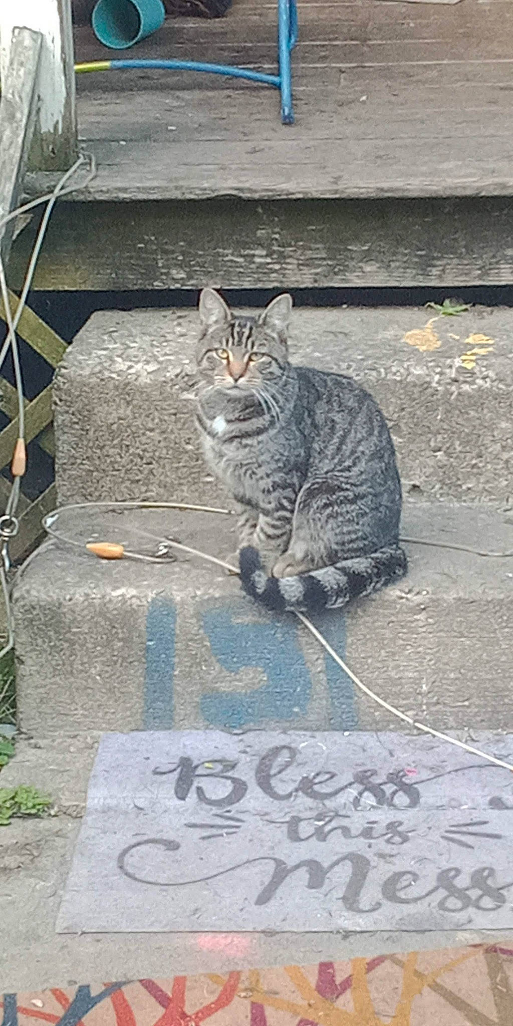 Match is registered to the contest to win money with this photo: asphalt, carnivore, cat, concrete, domestic_short_haired_cat, felidae, grass, grey, handwriting, line, plant, road_surface, sidewalk, small_to_medium_sized_cats, snout, tail, terrestrial_animal, wall, whiskers, window