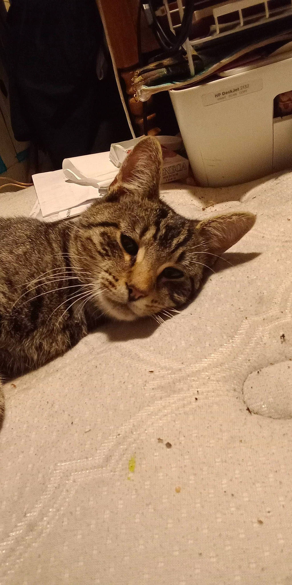 Match is registered to the contest to win money with this photo: carnivore, cat, claw, comfort, domestic_short_haired_cat, felidae, fur, paper_towel, paw, sand, small_to_medium_sized_cats, snout, soil, terrestrial_animal, tissue_paper, whiskers, wildlife, wood