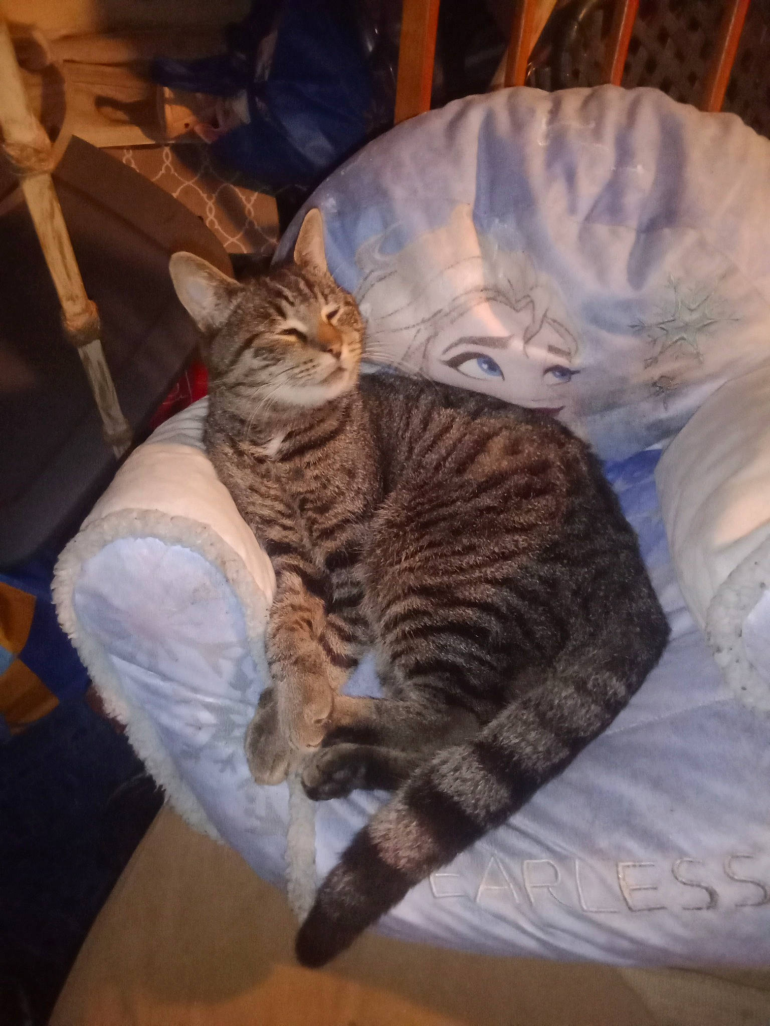 Match joined the competition — help win amazing prizes! carnivore, cat, claw, comfort, domestic_short_haired_cat, fawn, felidae, fur, paw, sitting, small_to_medium_sized_cats, tail, terrestrial_animal, whiskers