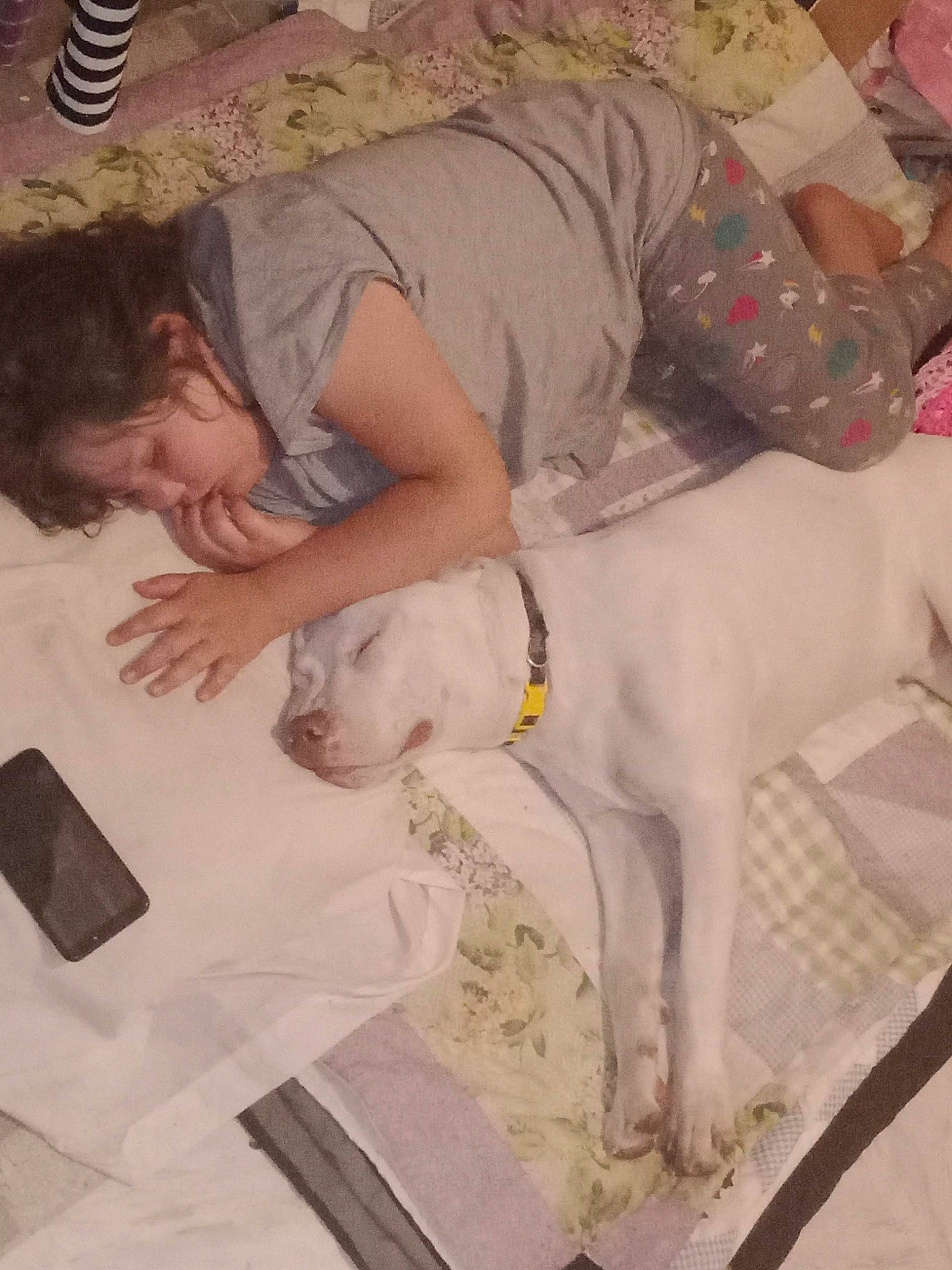 Yoda is registered to the contest to win money with this photo: canidae, carnivore, child, collar, comfort, companion_dog, dog, dog_breed, dog_collar, fawn, flooring, fun, knee, linens, nap, non_sporting_group, pet_supply, sporting_group, toy_dog, working_animal