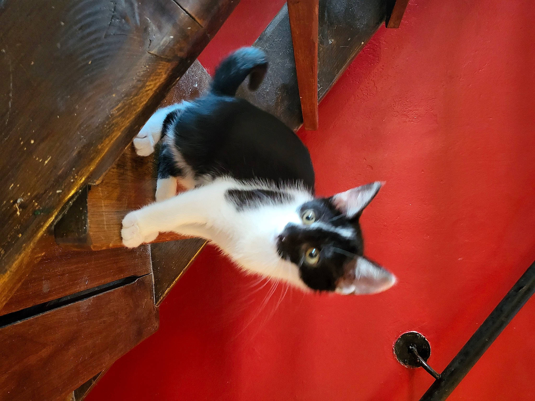 White a rejoint le concours — aidez-le/la à gagner de superbes lots ! canidae, carnivore, cat, claw, dog_breed, domestic_short_haired_cat, felidae, fur, hardwood, small_to_medium_sized_cats, tail, tree, whiskers, wood