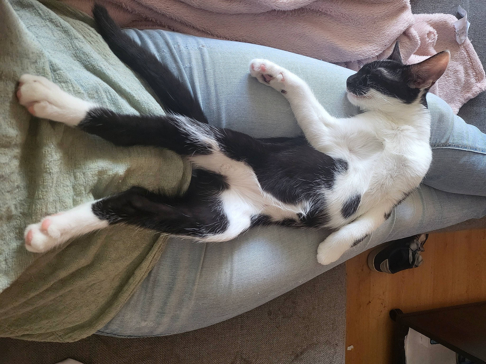 White participe au concours pour gagner de l'argent avec cette photo : carnivore, cat, comfort, companion_dog, dog_breed, domestic_short_haired_cat, felidae, foot, fur, gesture, human_leg, lap, mammal, paw, small_to_medium_sized_cats, sporting_group, tail, thigh, vertebrate, whiskers