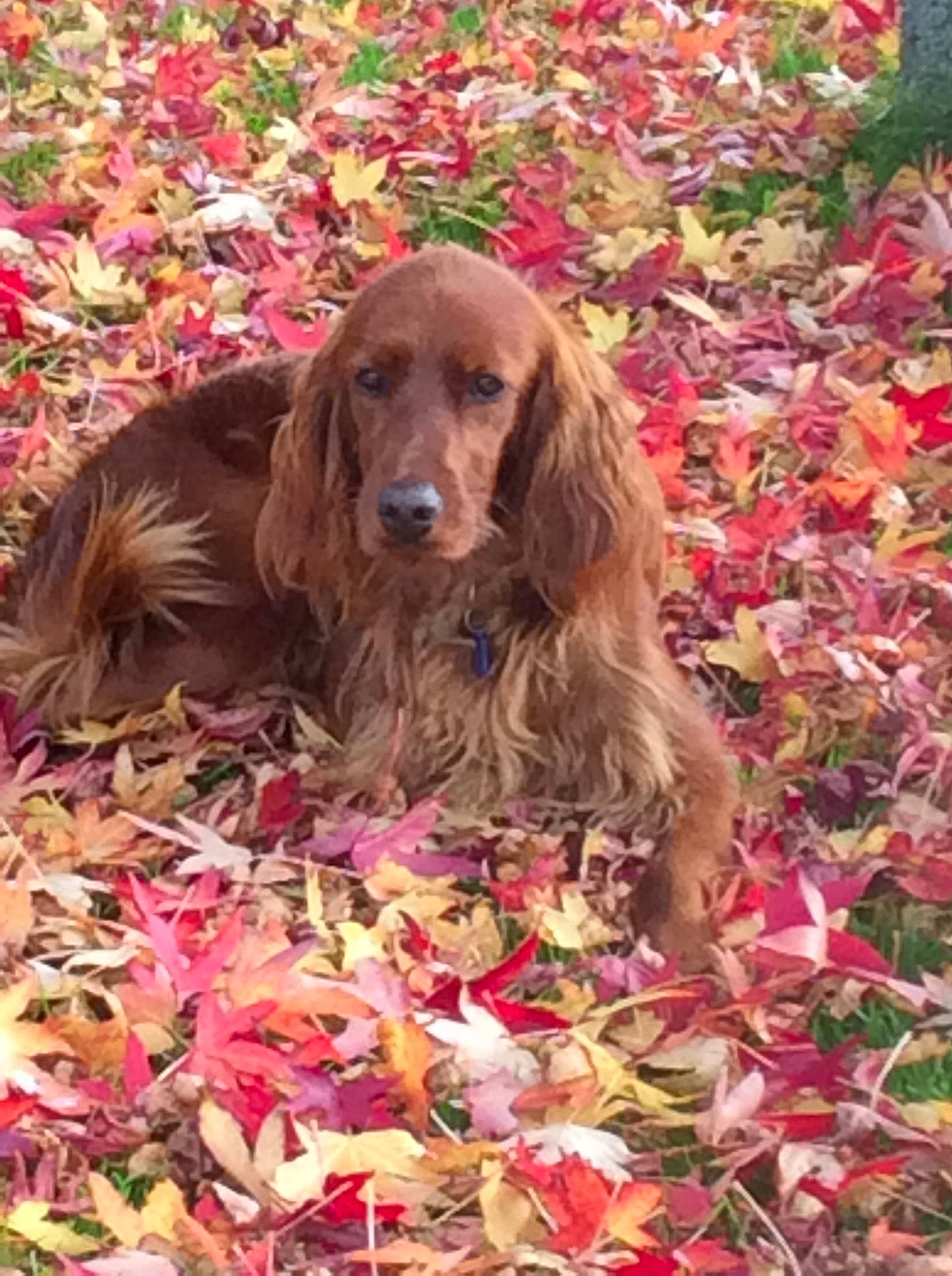 Lina a rejoint le concours — aidez-le/la à gagner de superbes lots ! boykin_spaniel, carnivoran, companion_dog, dog, dog_breed, dog_like_mammal, english_cocker_spaniel, field_spaniel, grass, headwear, irish_setter, leaf, person, setter, spaniel, sporting_group, sussex_spaniel