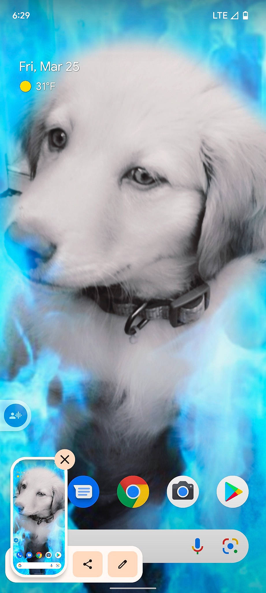 Haley joined the competition — help win amazing prizes! aqua, blue, canidae, carnivore, close_up, companion_dog, dog, dog_breed, electric_blue, eyelash, fashion_accessory, fawn, font, fur, happy, photo_caption, photograph, screenshot, sporting_group, whiskers