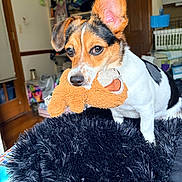 Kush is registered to the contest to win money with this photo: biting, black_white, blanket, brown, close_up, dog, ears, fluffy, holding_toy, home, indoors, jack_russell, pet, playful, plush_toy, portrait, puppy, sitting, toy, tricolor