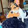 biting, black_white, blanket, brown, close_up, dog, ears, fluffy, holding_toy, home, indoors, jack_russell, pet, playful, plush_toy, portrait, puppy, sitting, toy, tricolor