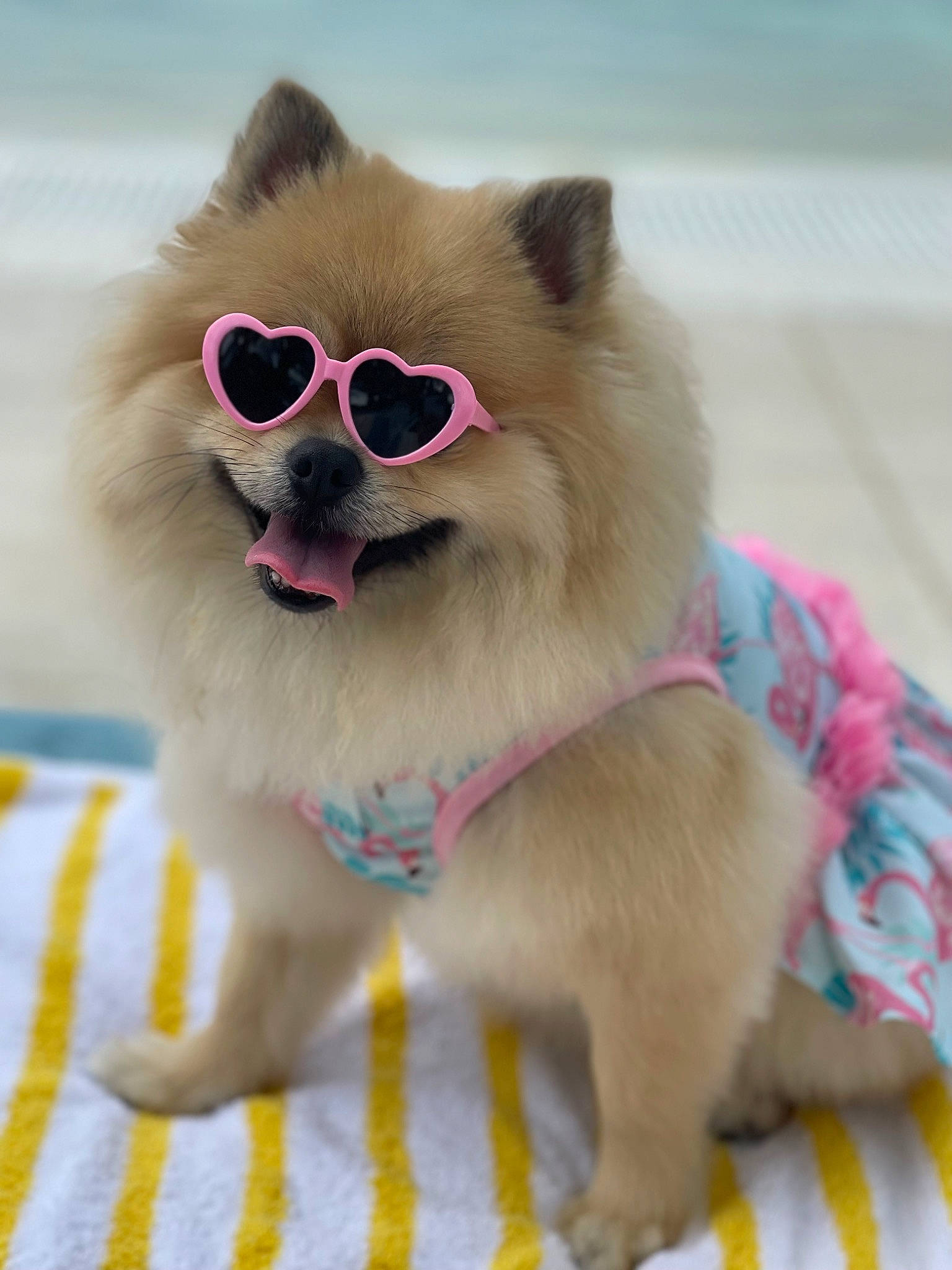 Fendi is registered to the contest to win money with this photo: canidae, carnivore, collar, companion_dog, dog, dog_breed, dog_collar, dog_supply, fawn, fur, german_spitz, german_spitz_klein, magenta, pet_supply, pink, snout, spitz, toy_dog, whiskers, working_animal