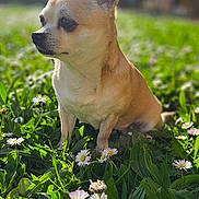Luna a rejoint le concours — aidez-le/la à gagner de superbes lots ! dog, small_dog, chihuahua, grass, daisies, flowers, outdoor, sunlight, greenery, nature, pet, animal, cute, ears, sitting, daylight, blurred_background, garden, summer, portrait
