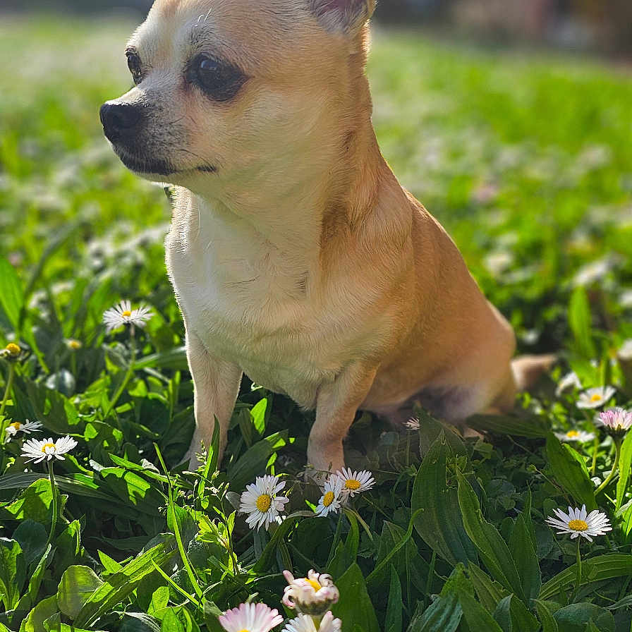 Luna a rejoint le concours — aidez-le/la à gagner de superbes lots ! animal, blurred_background, chihuahua, cute, daisies, daylight, dog, ears, flowers, garden, grass, greenery, nature, outdoor, pet, portrait, sitting, small_dog, summer, sunlight