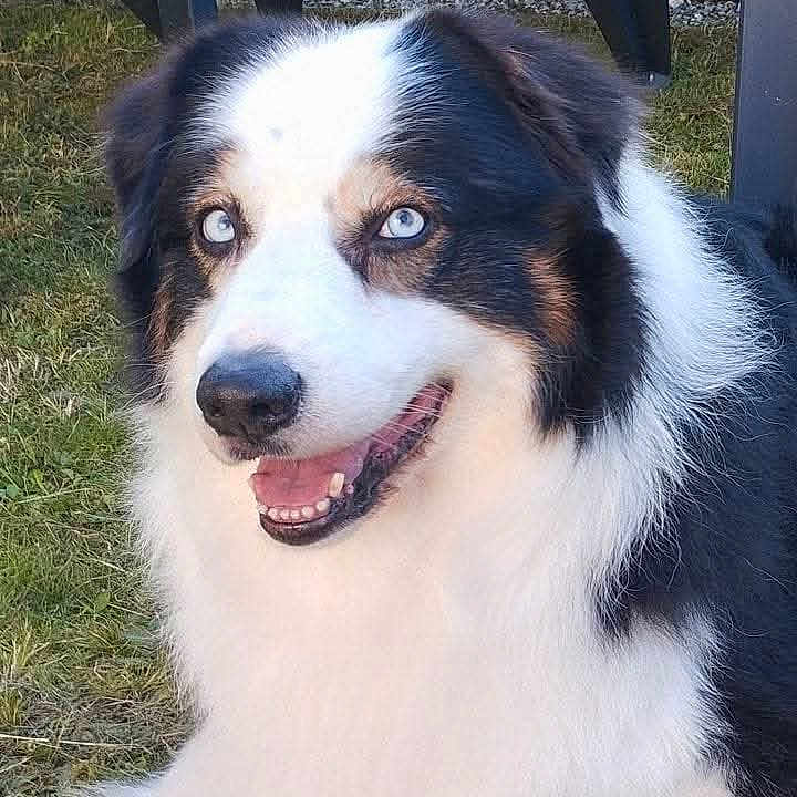 Joke participe au concours pour gagner de l'argent avec cette photo : animal, black_chair, blue_eyes, canine, closeup, daylight, dog, domestic_animal, fur, grass, happy, lawn, nature, outdoor, pet, plastic_chair, relaxed, sitting, smiling, wooden_fence