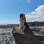 animal, blue_sky, canine, cloud, coast, daytime, dog, fur, happy, landscape, nature, outdoor, pet, rock, scenic, sea, shore, sky, sunlight, tongue_out