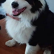 Joke participe au concours pour gagner de l'argent avec cette photo : animal, black_and_white, blue_eyes, canine, companion, cute, dog, domestic, ears, fluffy, friendly, fur, happy, indoor, person_hand, pet, sitting, smiling, tongue, wooden_floor