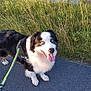 Joke a rejoint le concours — aidez-le/la à gagner de superbes lots ! animal, black_and_white, blue_eyes, canine, cute, dog, fluffy, friendly, grass, happy, leash, nature, outdoor, path, pet, summer, sunlight, tongue_out, walking, water