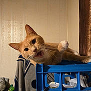 Lil Bit joined the competition — help win amazing prizes! cat, orange_cat, feline, whiskers, open_mouth, paw, plastic_crate, blue_crate, indoor, clutter, blanket, curtain, bottle, papers, cord, wall, pet, portrait, looking_at_camera, playful