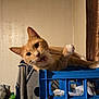 cat, orange_cat, feline, whiskers, open_mouth, paw, plastic_crate, blue_crate, indoor, clutter, blanket, curtain, bottle, papers, cord, wall, pet, portrait, looking_at_camera, playful
