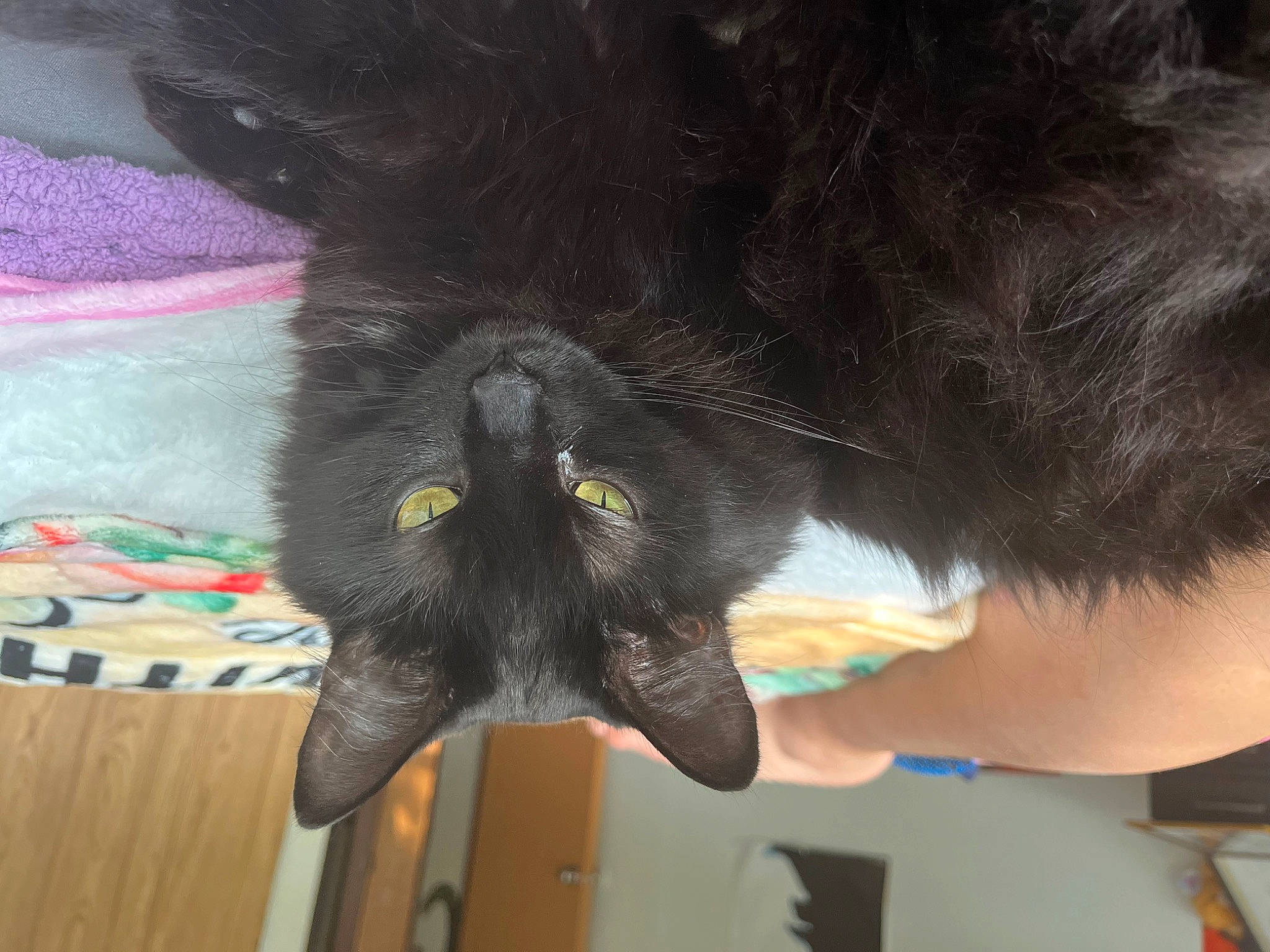 Sweetpea is registered to the contest to win money with this photo: black_cat, bombay, carnivore, cat, claw, comfort, dog_breed, domestic_short_haired_cat, ear, felidae, foot, fur, gesture, hardwood, paw, small_to_medium_sized_cats, snout, tail, whiskers