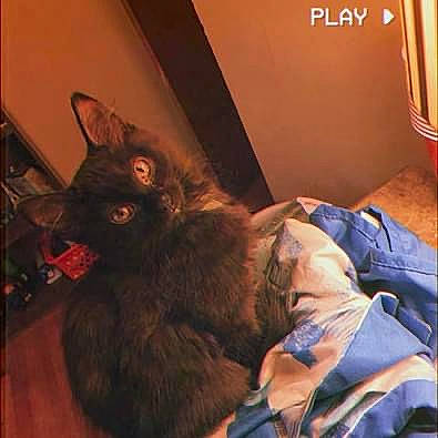 Sweetpea is registered to the contest to win money with this photo: black_cat, canidae, carnivore, cat, claw, cloud, comfort, dog_breed, domestic_short_haired_cat, ear, felidae, fur, nap, room, small_to_medium_sized_cats, sporting_group, square, tail, whiskers, wood