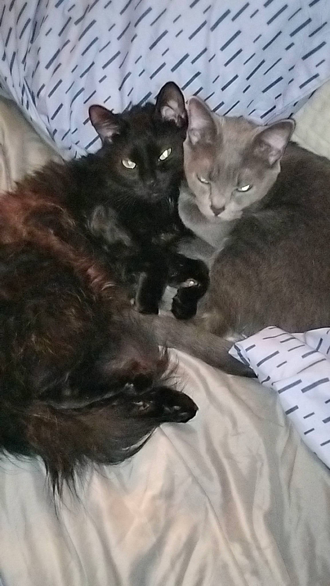 Sweetpea joined the competition — help win amazing prizes! black_cat, carnivore, cat, cat_supply, claw, comfort, domestic_short_haired_cat, felidae, fur, grey, paw, small_to_medium_sized_cats, snout, tail, terrestrial_animal, whiskers