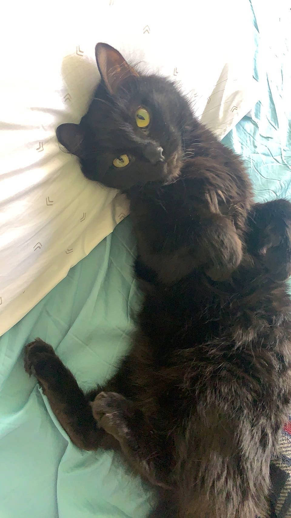 Sweetpea is registered to the contest to win money with this photo: black_cat, bombay, carnivore, cat, claw, comfort, dog_breed, domestic_short_haired_cat, eye, felidae, fur, mammal, paw, plant, small_to_medium_sized_cats, snout, tail, terrestrial_animal, vertebrate, whiskers