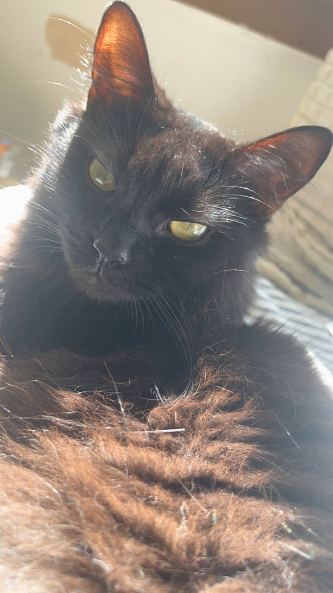 Sweetpea is registered to the contest to win money with this photo: black_cat, bombay, carnivore, cat, claw, domestic_short_haired_cat, felidae, fur, havana_brown, monochrome_photography, small_to_medium_sized_cats, snout, tail, terrestrial_animal, tints_and_shades, tree, whiskers, wildlife