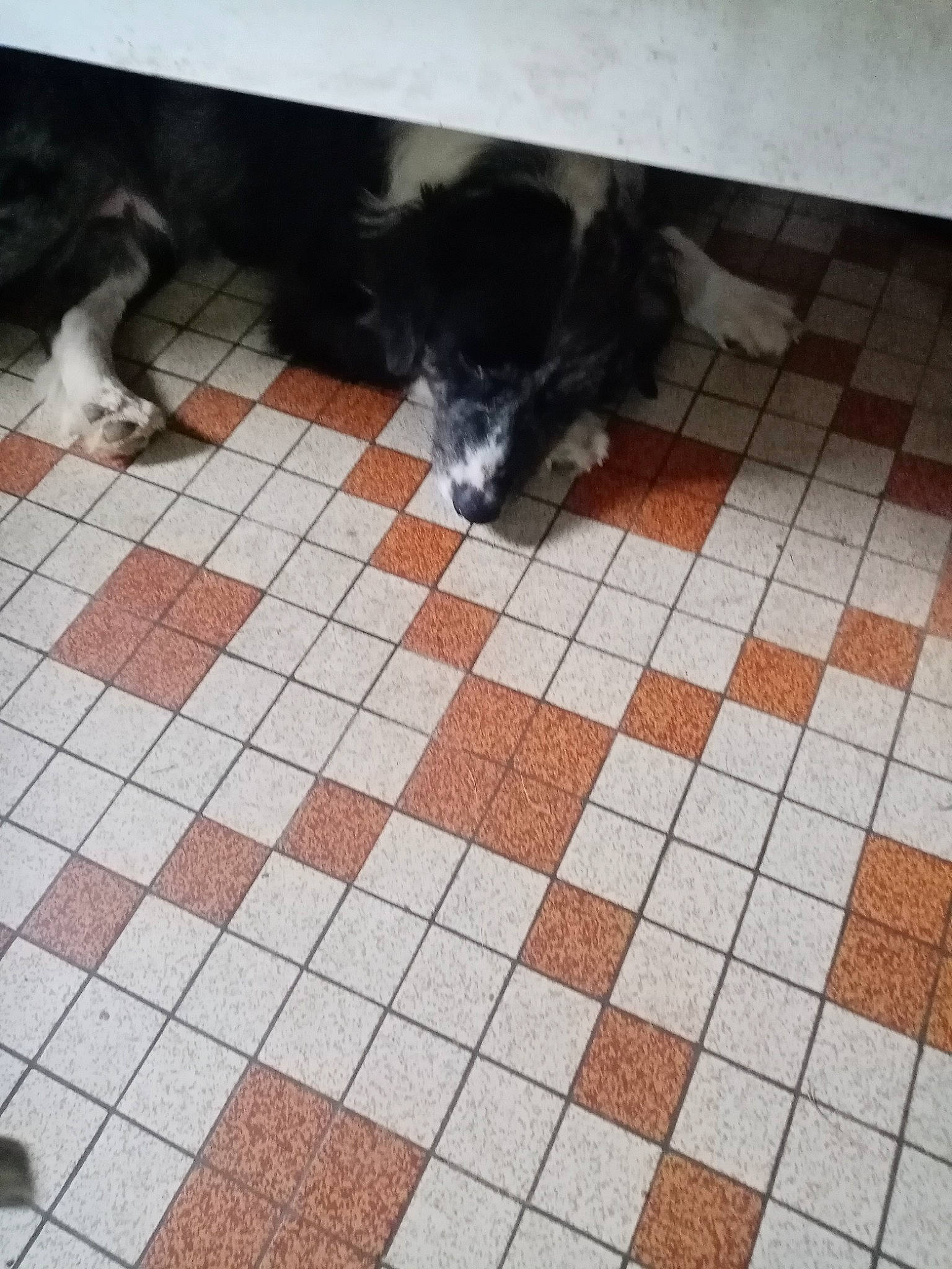 Roxy participe au concours pour gagner de l'argent avec cette photo : carnivore, cobblestone, companion_dog, dog, dog_breed, flagstone, floor, flooring, fur, hardwood, pattern, road_surface, sidewalk, tail, tile, tile_flooring, tints_and_shades, wall, wood, working_animal