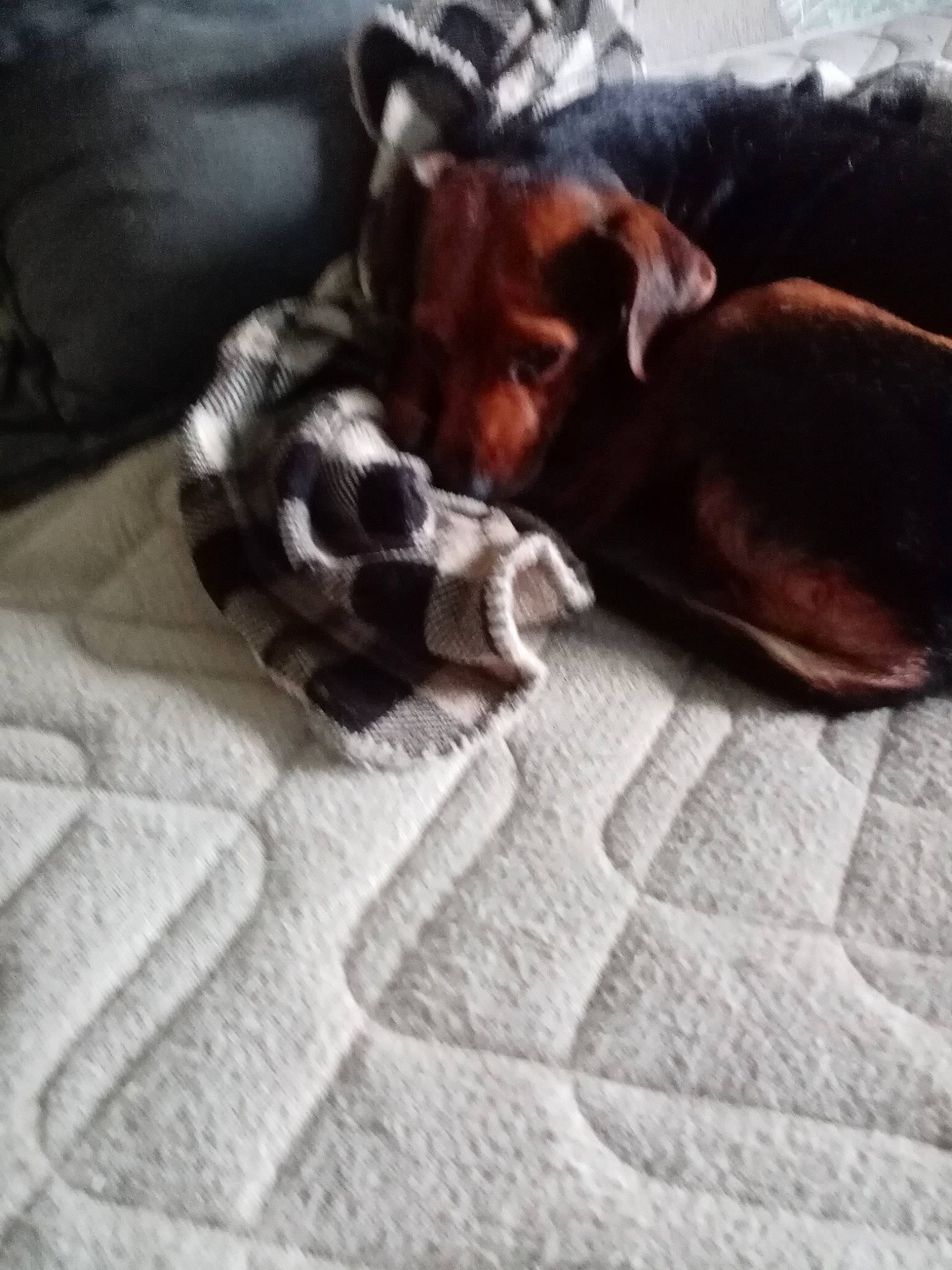 Lana participe au concours pour gagner de l'argent avec cette photo : bed, bedding, carnivore, cloud, comfort, companion_dog, dog, dog_breed, fawn, felidae, fur, guard_dog, linens, liver, paw, small_to_medium_sized_cats, snout, toy_dog, whiskers, working_animal