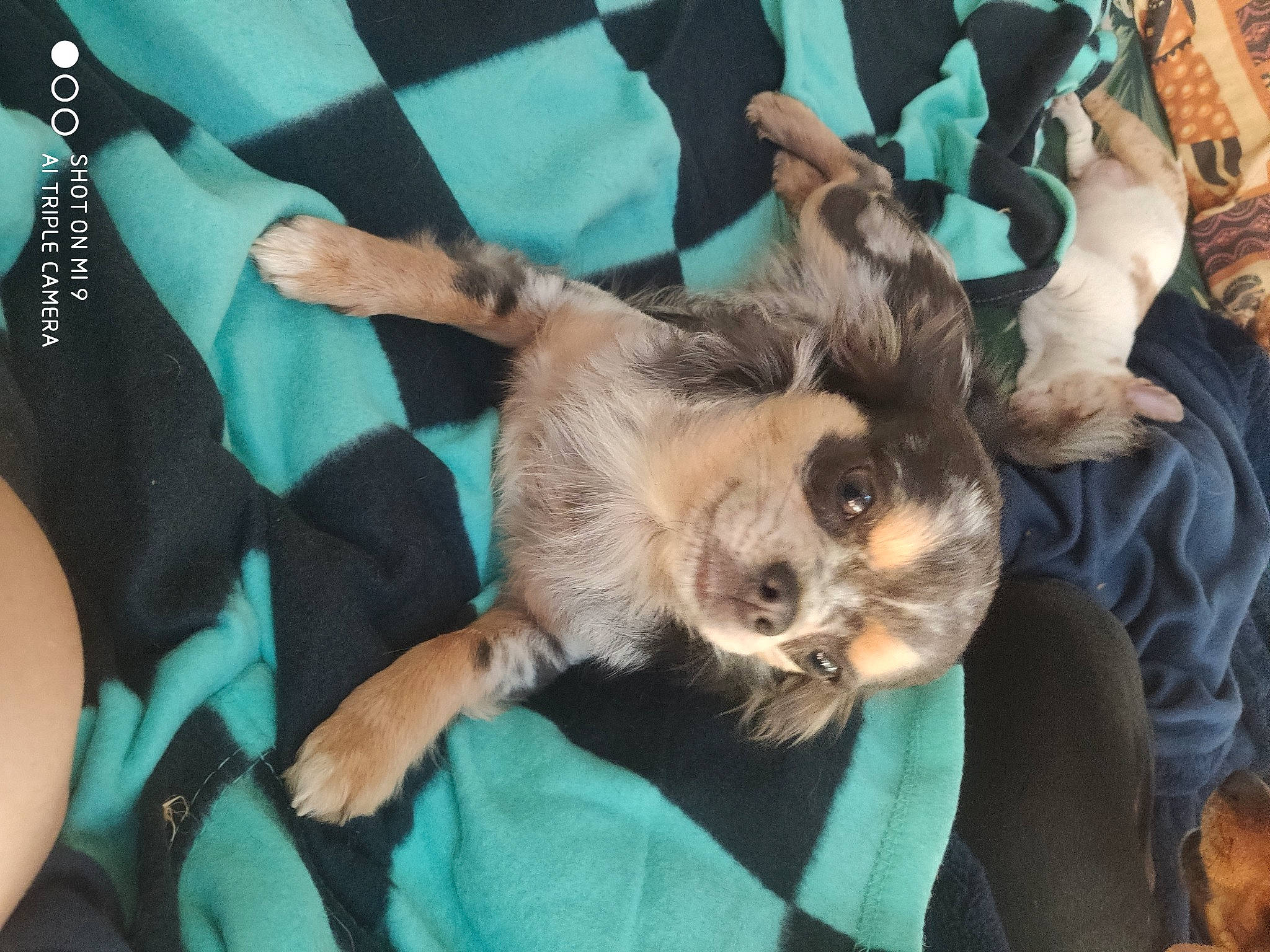 Sissi participe au concours pour gagner de l'argent avec cette photo : border_terrier, canidae, carnivore, companion_dog, dog, dog_breed, fawn, mammal, norwich_terrier, puppy, puppy_love, sloth, sporting_group, two_toed_sloth