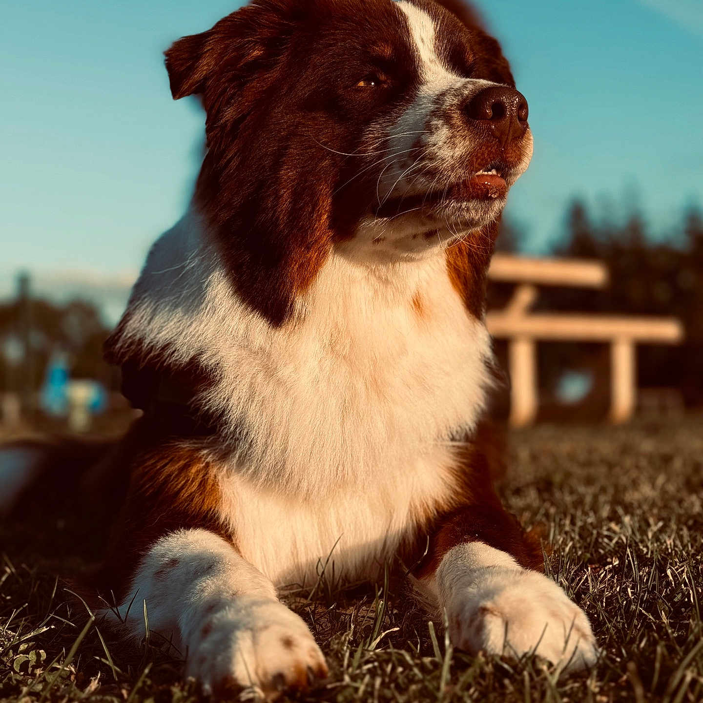 Saïko participe au concours pour gagner de l'argent avec cette photo : animal, bulldog, canine, cockerspaniel, collie, dog, field, grass, grassland, hound, lawn, nature, outdoors, pet, plant, pointer, puppy, saintbernard, sky, snout